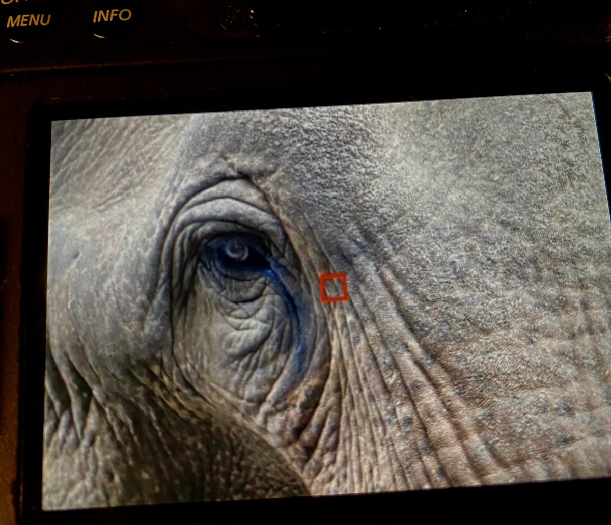 Sri Lanka trip. 171 species so far. Lovely country and people and food. Cracking birding across the country but especially around Yala/Bundala. If you love sorting through pipits, larks, terns, waders and sand/plovers - you can spend a week just there …