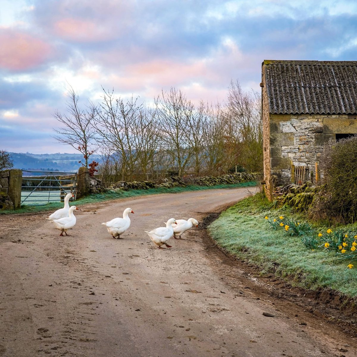 Honestly, the traffic on some of the #peakdistrict roads these days! You can't help but smile when you drive to work on mud-covered lanes with the first daffodils showing their heads in their verges, the sunrise pinking the sky, and you're held up waiting for the geese to cross.