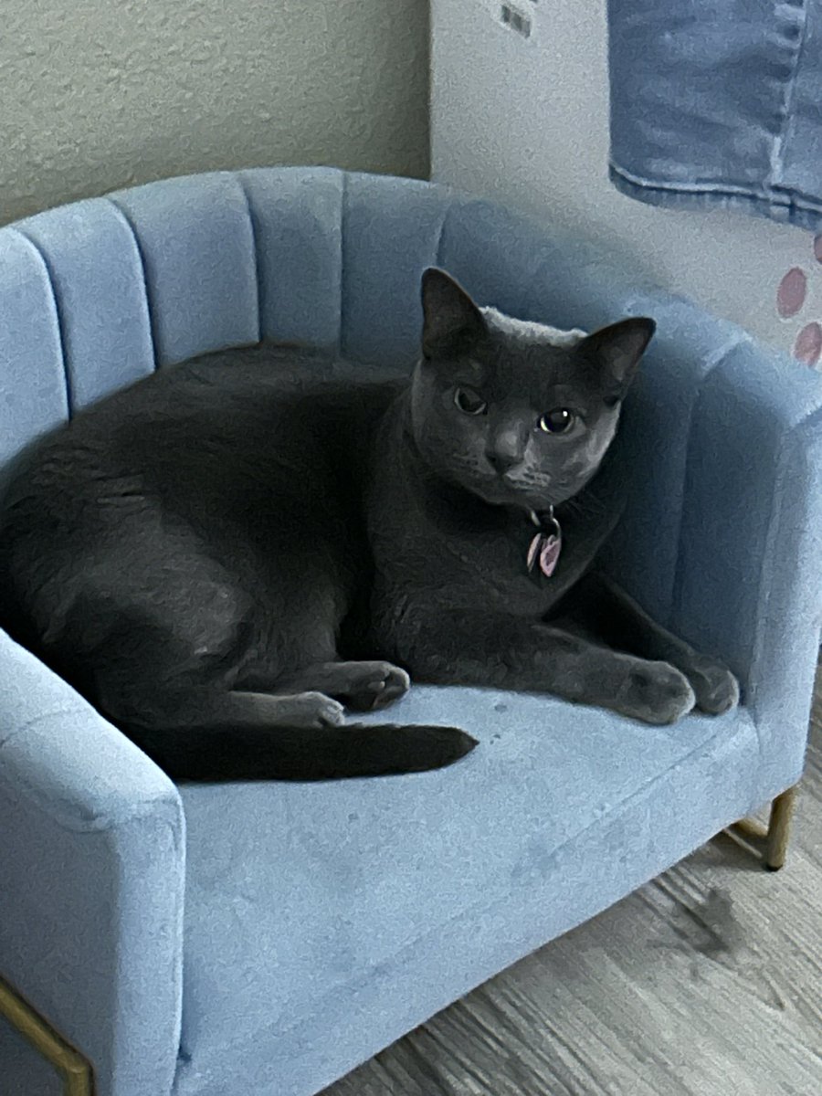 My loveable cat had surgery. I picked her up yesterday. Vet’s recommendations: cone, kennel, leash. She has ripped off the cone 5x, torn the kennel apart, yanked collar/leash off a dozen times, added two collars &amp; ripped out of both. She is miserable &amp; I haven’t slept all night