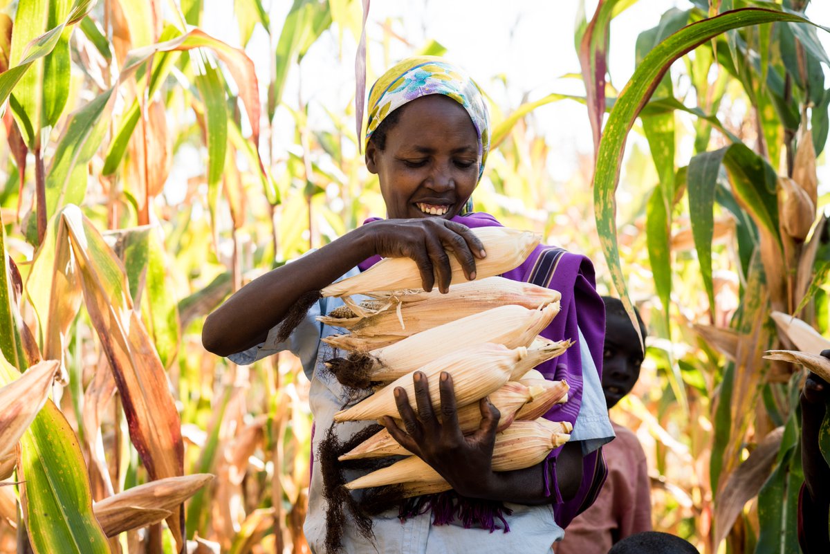 Happy #InternationalWomensDay2025! 🎉 This month, we will honor the dedication of women farmers in #Rwanda, whose hard work feeds millions. We reaffirm our commitment to #AccelerateAction by tailoring our services to empower them and drive their prosperity. #WomenFarmers #IWD2025