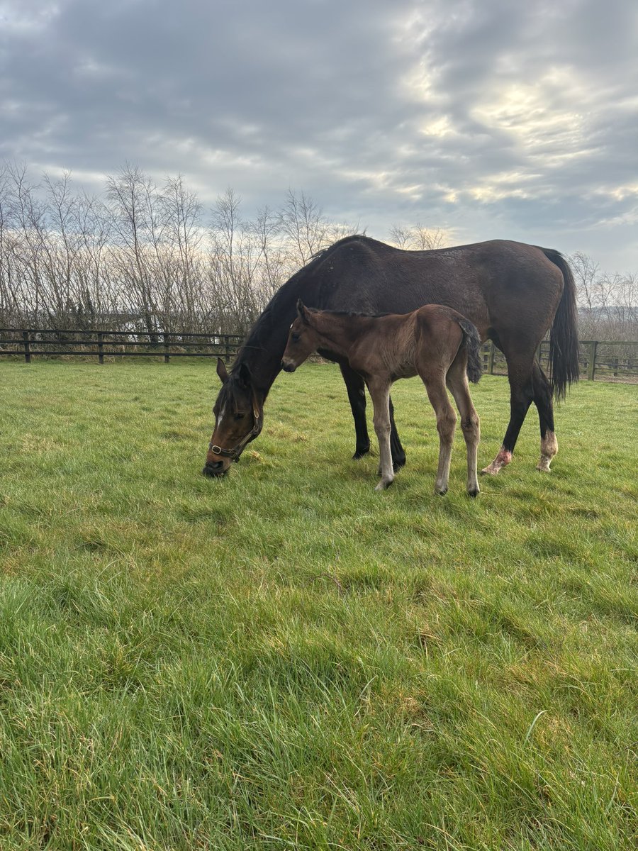 SlaneyRiverStud's tweet photo. Augusta Kate and few hours old filly by @RathbarryStud Jeu st eloi https://t.co/WtVJ8PUG2Q