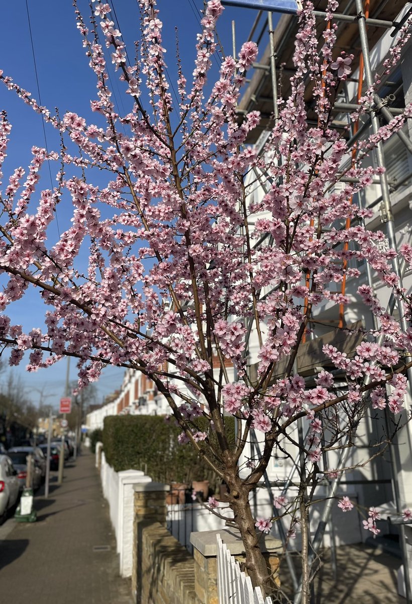Are we playing #blossomwatch yet?
Cheery southwest London cherry crawling with bees !
🐝 🌸