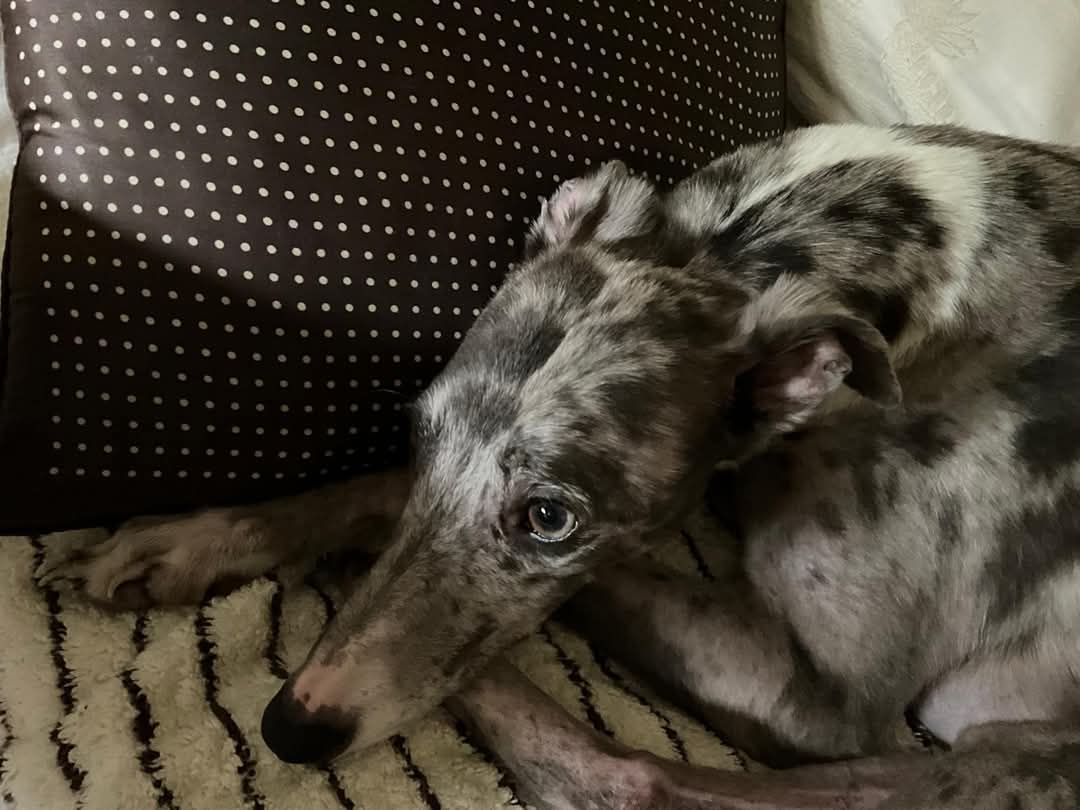 Please retweet to help raise funds for urgent dental care for Domino in #EVESHAM #WORCESTERSHIRE #UK 
He arrived in a neglected state and is struggling to eat due to his poor teeth 🐶💔
Please donate £1 or anything you can or just share to help 👇
lurcher.org.uk
( please