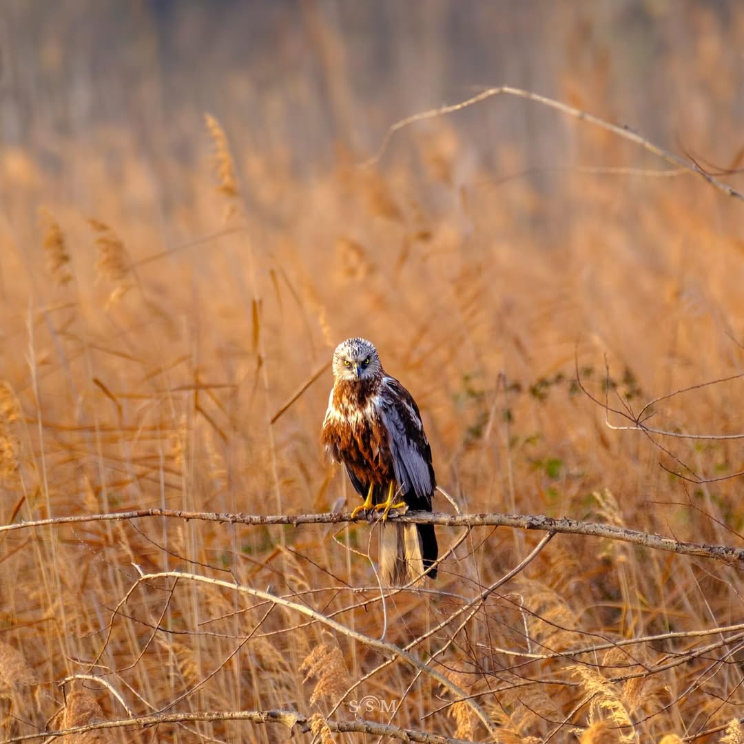 Arpella de mirada intensa 🧐

📸 soulshots_by_marco
#RiberadEbre #TerresdelEbre #Birdwatching #BirdPhotography #natura_catalunya #naturephotography