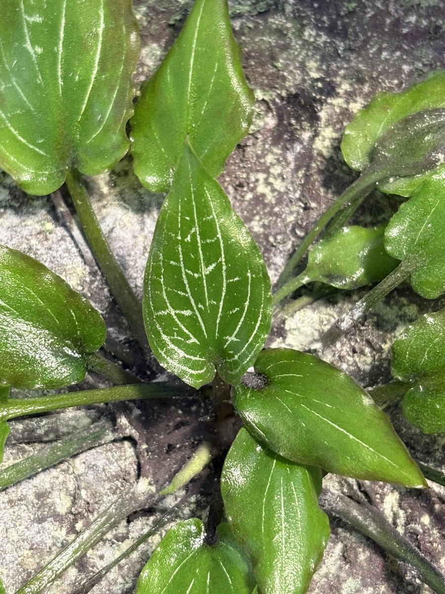 min3にいい葉出てきました👍🏻