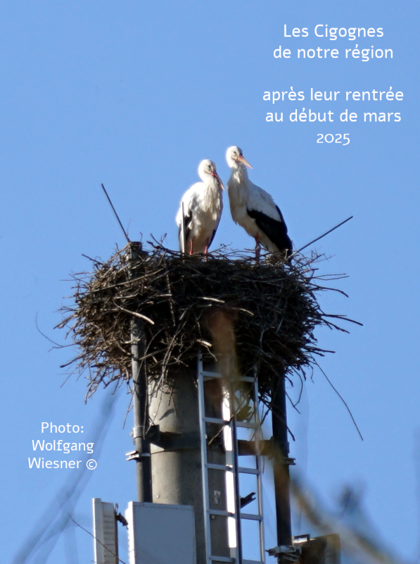 wwpresent's tweet image. Les cigognes de notre région 
après leur rentrée au début de mars 2025