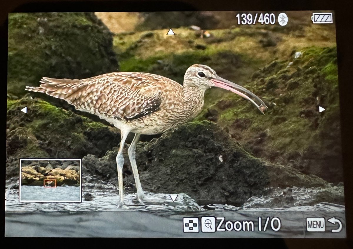 Fun boat trip around north Jakarta.

We had so much fun with a small group of Whimbrels
