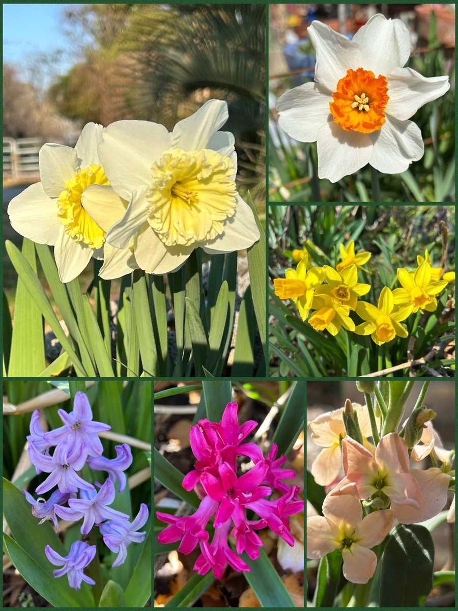 #SixOnSaturday is #DaylightSavingTime weekend ⏰springing forward for #Spring 🌸this weekend is transplanting seedlings planting the spring vegetable garden and moving a few plants out of the greenhouse.

#Flowers #Gardening #Plants #FlowerReport  #GardeningFeed #SpringFlowers