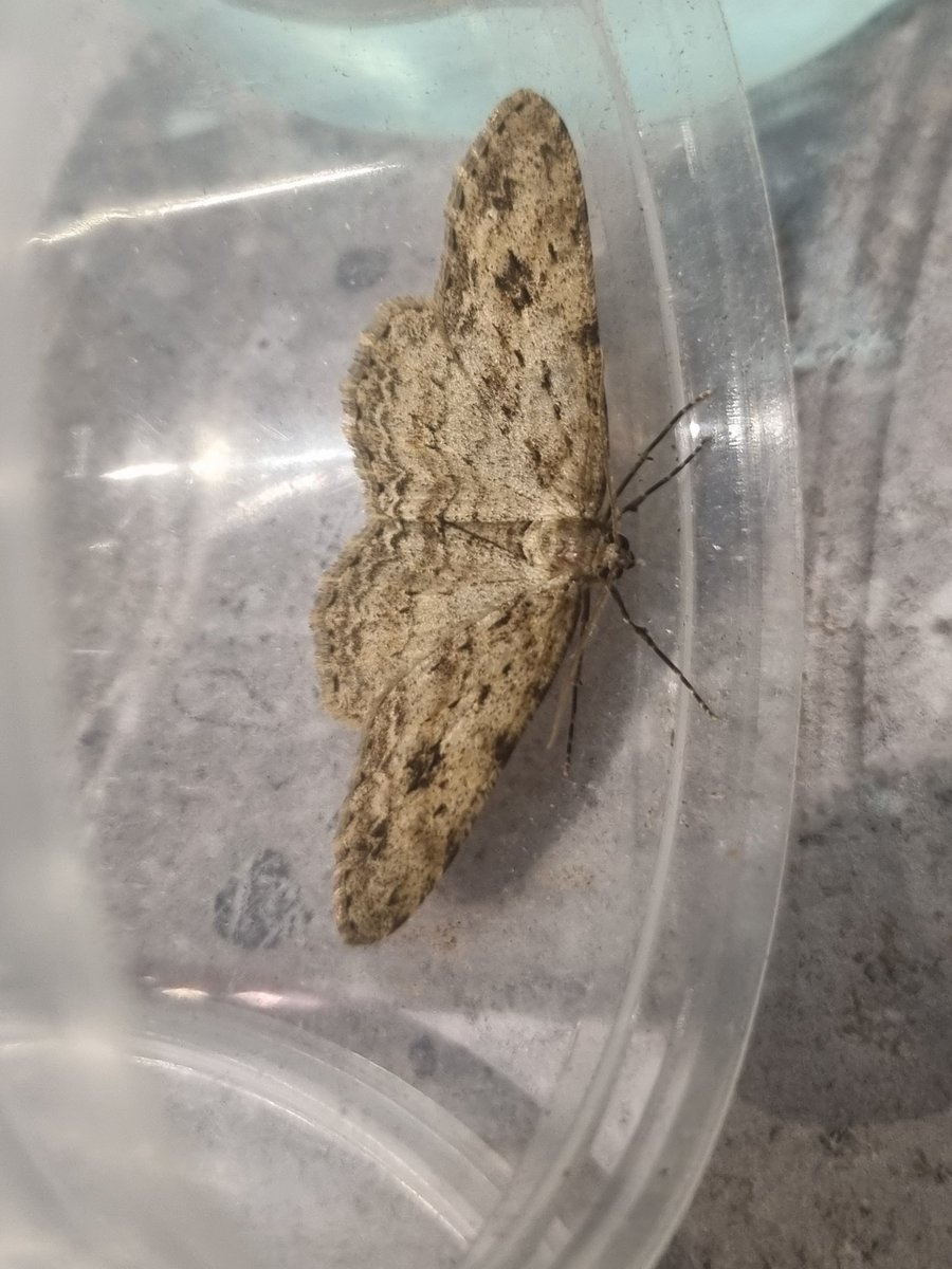 The first time I've put the traps on this year. 3 moths for my troubles in Common Quaker. Oak Beauty and Engrailed, which are all NFG #teammoth