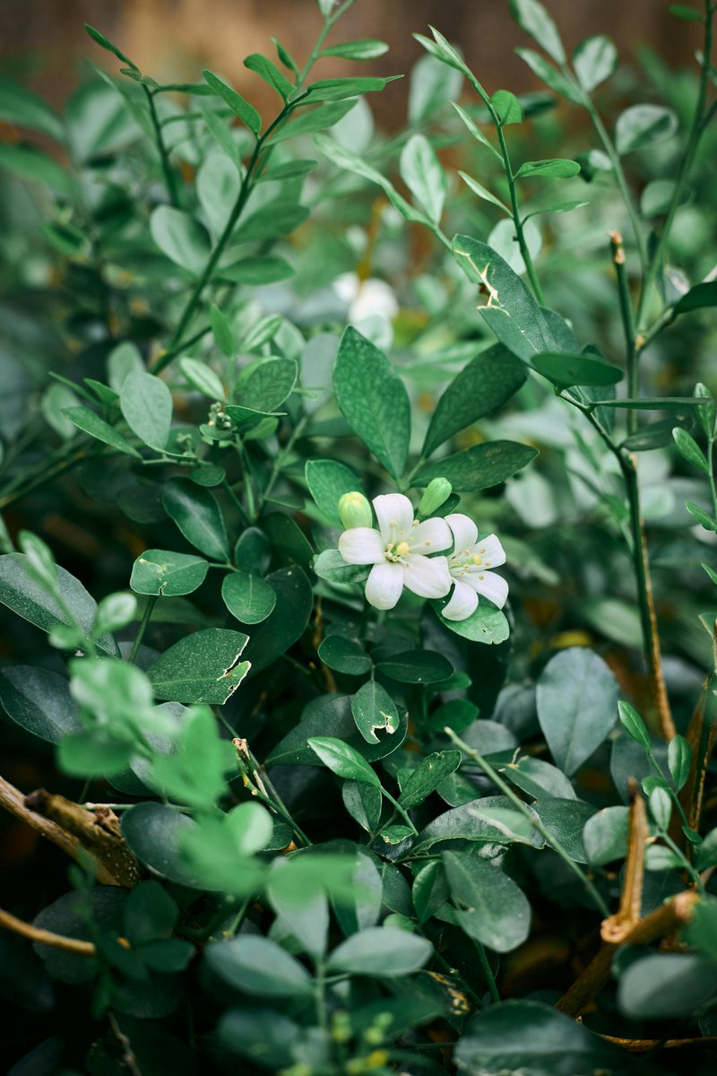 gridcedcore's tweet image. Jasmine flowers symbolize purity, love, and grace—tiny blossoms with a powerful meaning 🤍🌸