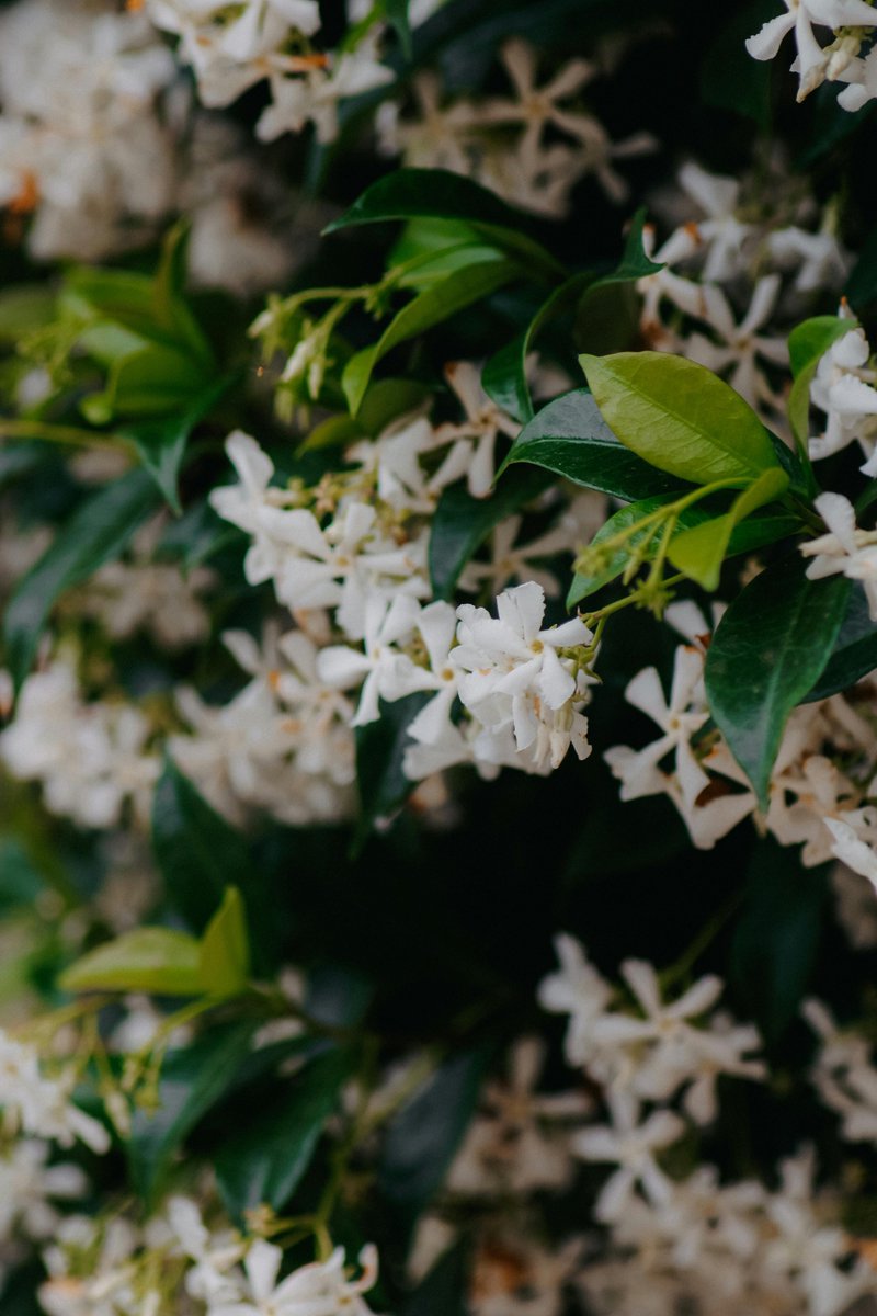 gridcedcore's tweet image. The best perfumes are inspired by nature, and jasmine is its most enchanting note 🌿✨