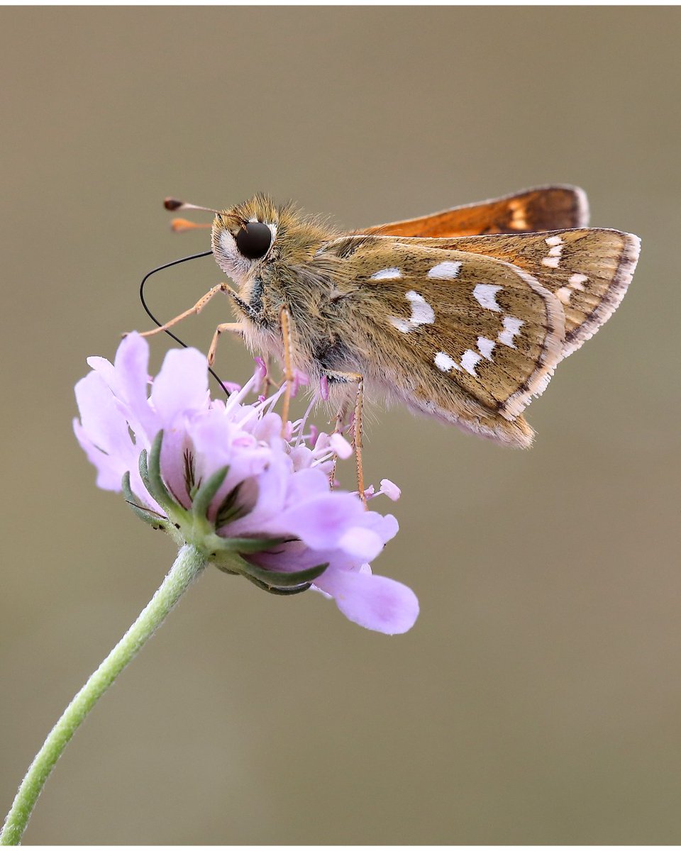 Our annual UK Butterfly Recorders' Meeting is just around the corner!

Discover the latest developments in butterfly recording and conservation at this free online event.

View the full programme and book your place  👉 butterfly-conservation.org/butterflies/uk…

📷: Mark Searle
#UKBRM