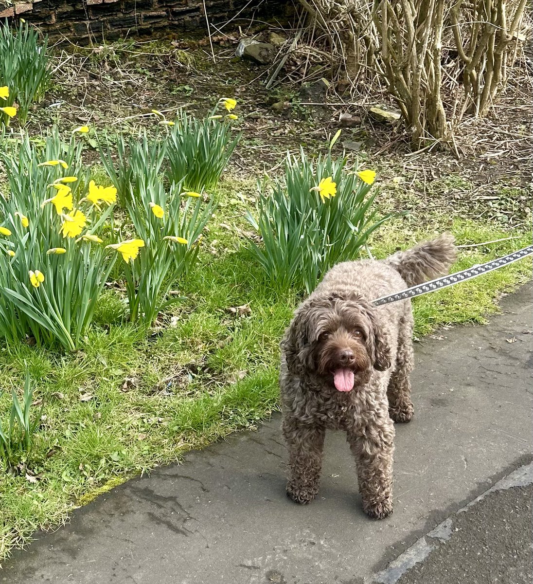 📣 Spring has sprung!
First of the daffodoodles on my walkies this morning  🌼🌼🐾🐾