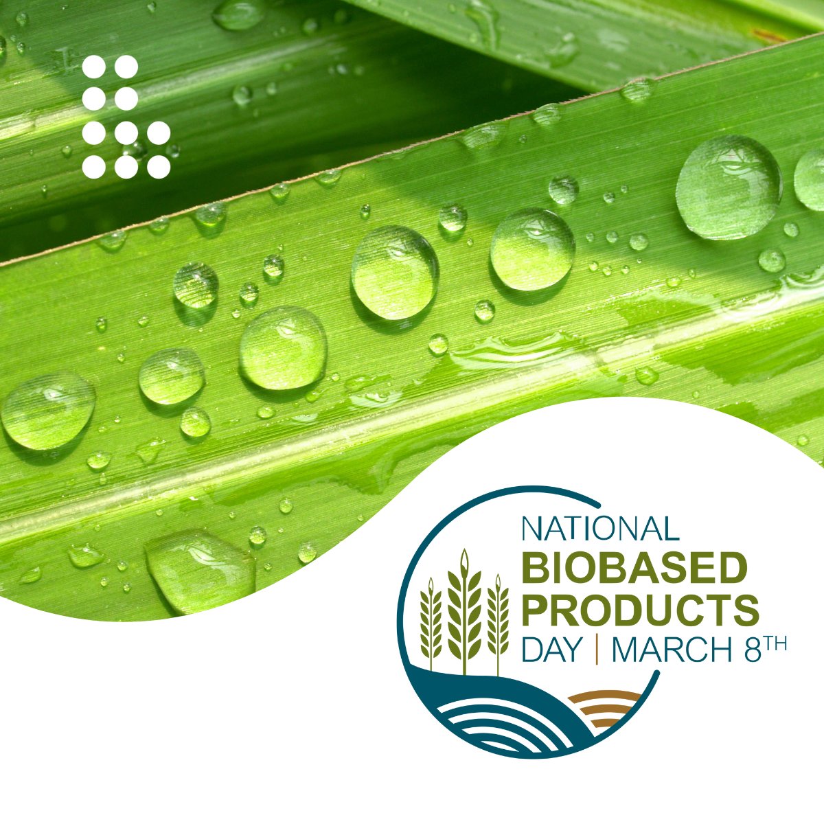 For #NationalBiobasedProductsDay, we’re celebrating our #biosurfactants, which have the <a href="/USDA/">Dept. of Agriculture</a> Certified Biobased Product label for containing 100% #biobased, renewable content. These high-performing #sophorolipids create products that work harder are more sustainable.