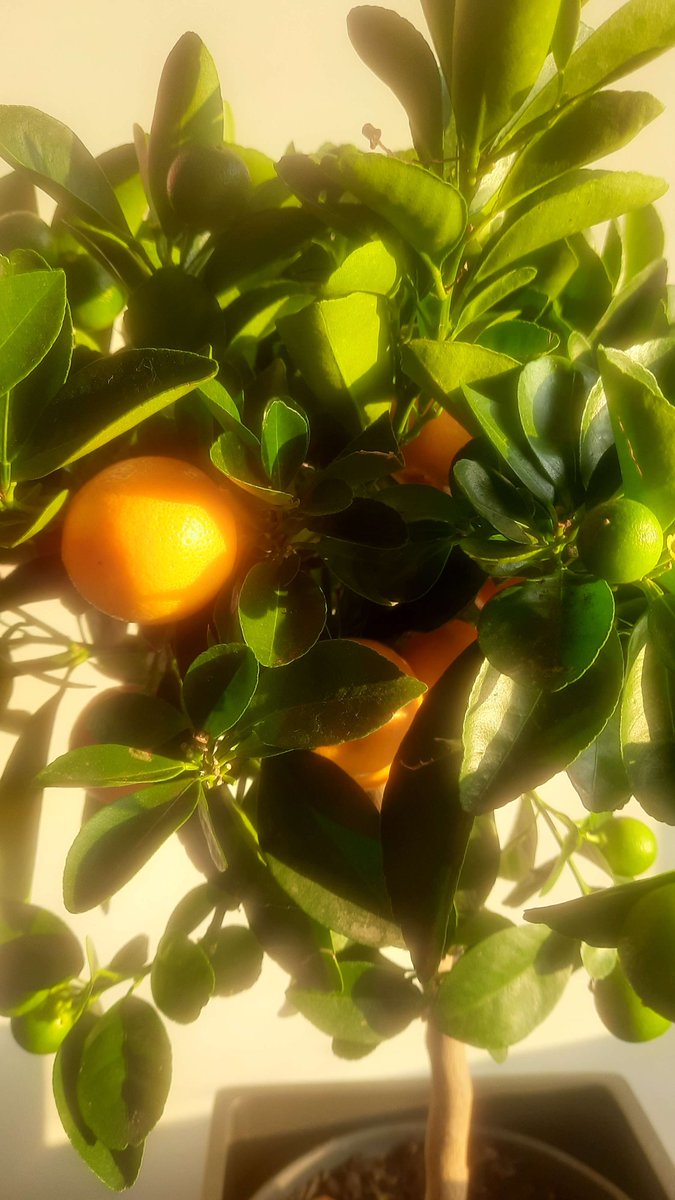 JesionOsu's tweet photo. treepost
it looked pretty in 7am light, also the fruits are all growing so im not killing it, huge progress. https://t.co/Wi3ubhUxAU