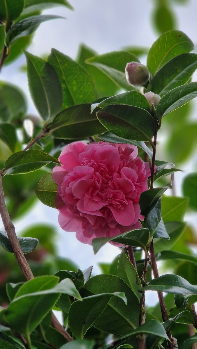 Sula Ross tweet media