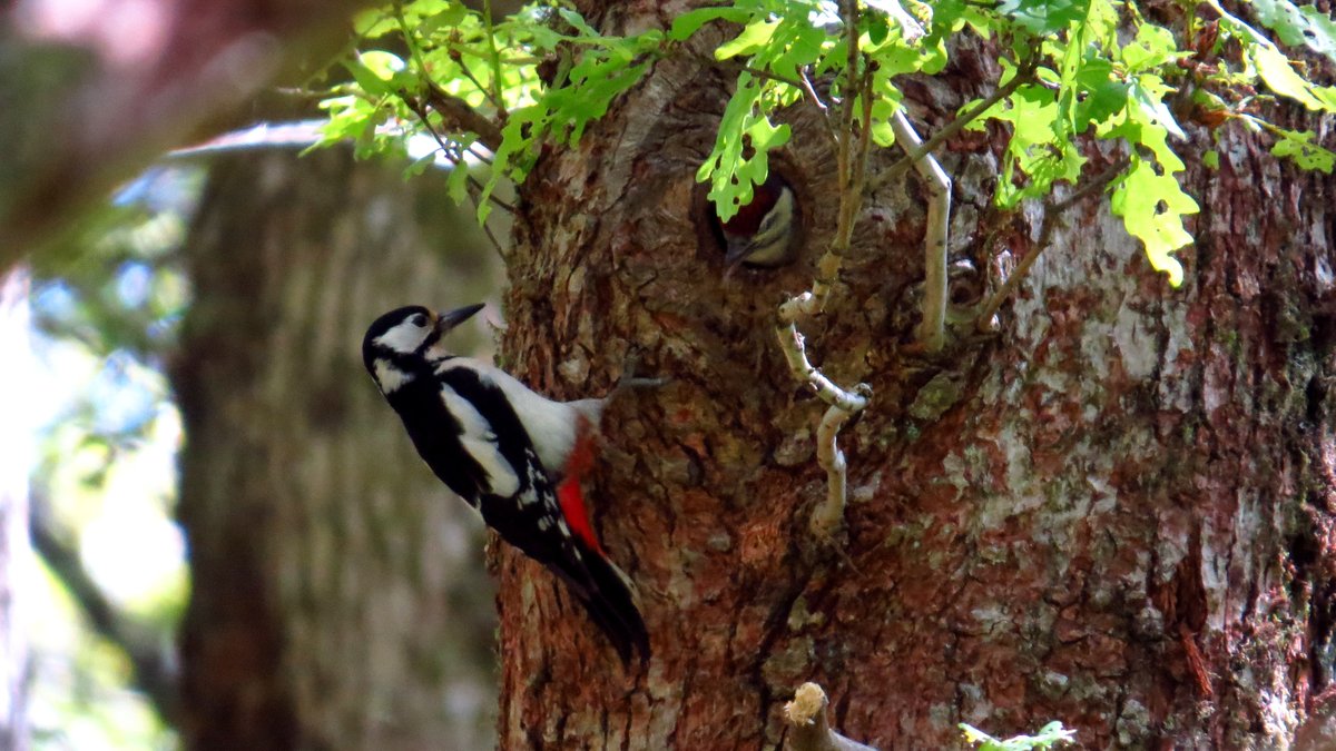 southdublinbirds (@birdwatchdublin) on Twitter photo Free Birdwatching outing 9th March to the Phoenix park. Meet at the visitors centre @ 10am. More info here southdublinbirds.com/events/events.âŠ
Please share <a href="/BirdsMatter_ie/">BirdsMatter_ie</a> <a href="/BirdWatchIE/">BirdWatch Ireland</a>
<a href="/DttDes/">DALKEY TIDY TOWNS</a> <a href="/dlrcc/">DĂșn Laoghaire-Rathdown County Council</a> <a href="/WicklowBranch/">BirdWatch Ireland Wicklow Branch</a> <a href="/BWIFingal/">BWI Fingal</a> Free Birdwatching outing 9th March to the Phoenix park. Meet at the visitors centre @ 10am. More info here southdublinbirds.com/events/events.âŠ
Please share <a href="/BirdsMatter_ie/">BirdsMatter_ie</a> <a href="/BirdWatchIE/">BirdWatch Ireland</a>
<a href="/DttDes/">DALKEY TIDY TOWNS</a> <a href="/dlrcc/">DĂșn Laoghaire-Rathdown County Council</a> <a href="/WicklowBranch/">BirdWatch Ireland Wicklow Branch</a> <a href="/BWIFingal/">BWI Fingal</a>