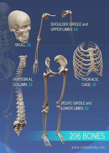 I joke, and I only half joke, that if you came into our hospital missing a limb, no one would believe you unless they did a CAT scan, an MRI, or an orthopedic consult.