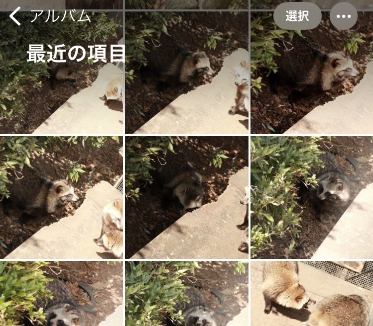 たぬきドッグ (@tanuk11nu) / Posts / X