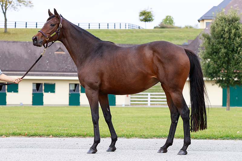 AgaKhanStuds's tweet photo. Top class result for Royal Patronage, a son of Aga Khan-bred #Shaloushka (photo), who won the Gr.1 Canterbury Stakes over 6 ½ f in Australia.
#Shaloushka was bought carrying him by @BlandfordBldstk at the @InfoArqana December Sale.

Congrats to all his connections @GaiWaterhouse1 https://t.co/TOJGzqRgXa