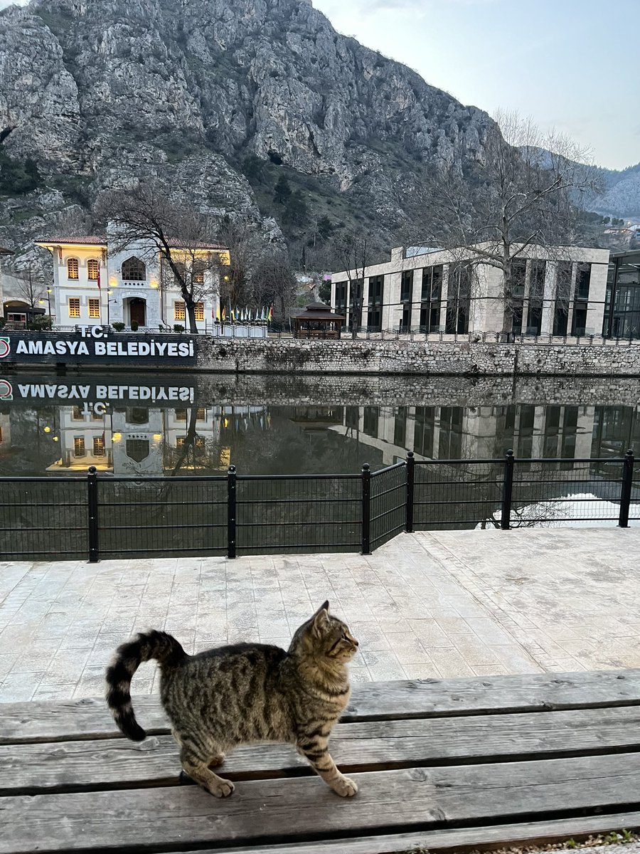 rastgele bi amasyali kedi fotosu