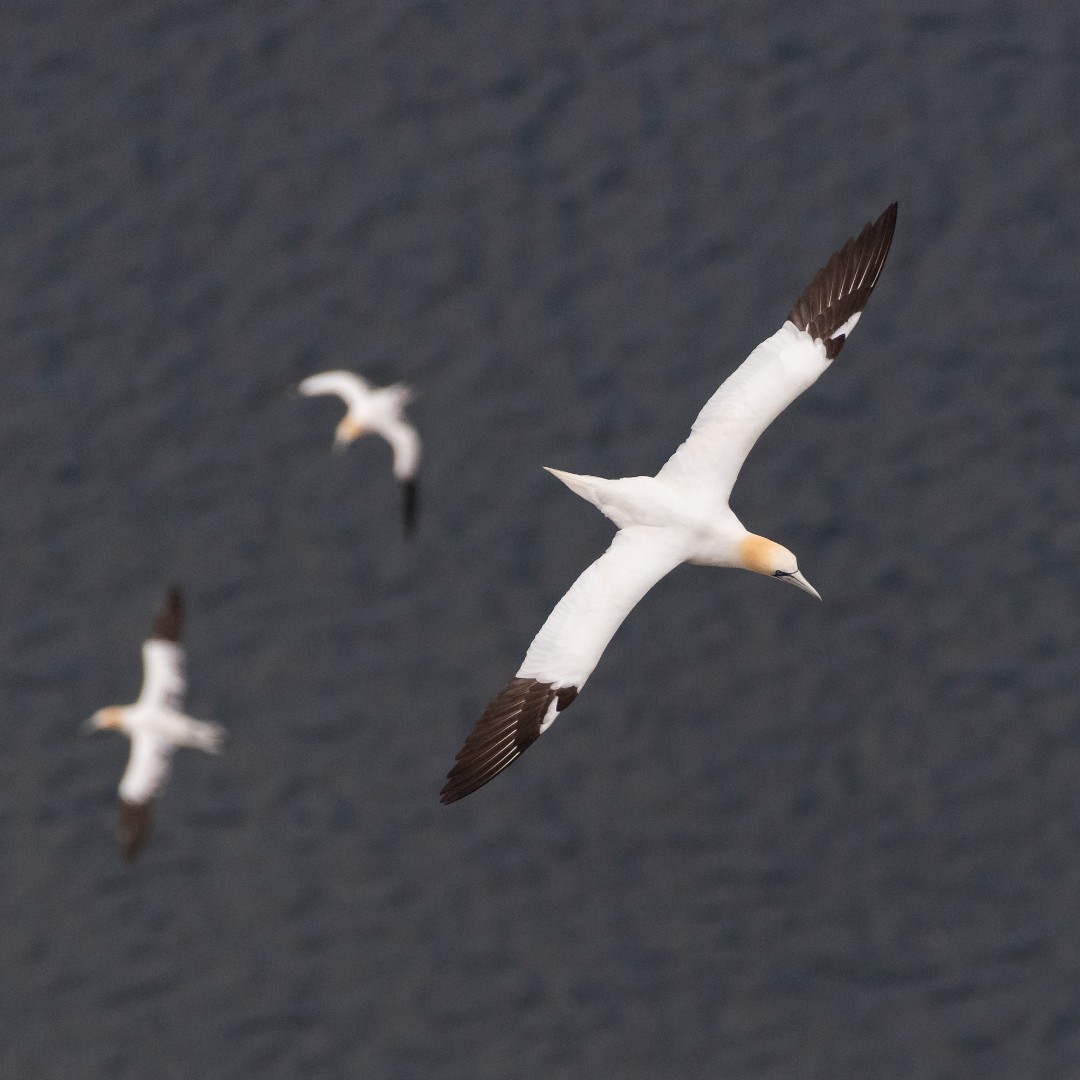 SeabirdCentre's tweet photo. Northern gannets are one of the earliest seabirds to return to our islands and shores for the breeding season and we've already spotted them around the Bass Rock!

Find out where else you can see them in Scotland in our blog: https://t.co/Fr8uCbgbHX

📷©️Jamie McDermaid https://t.co/TWrRazh4b6