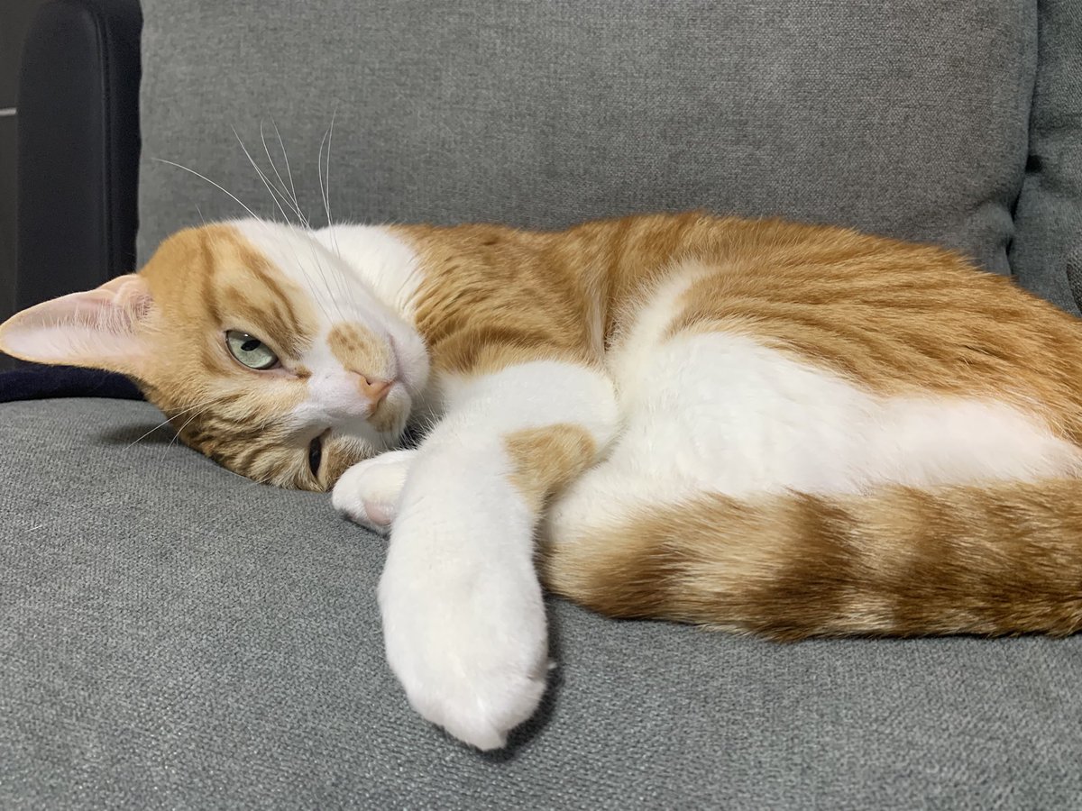 猫あるある
起きてる