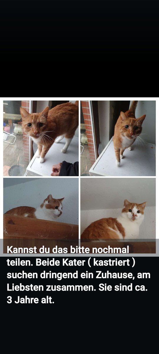 Bei wirklich nur großem Interesse melden. Ich gebe das dann weiter 🙏🤗