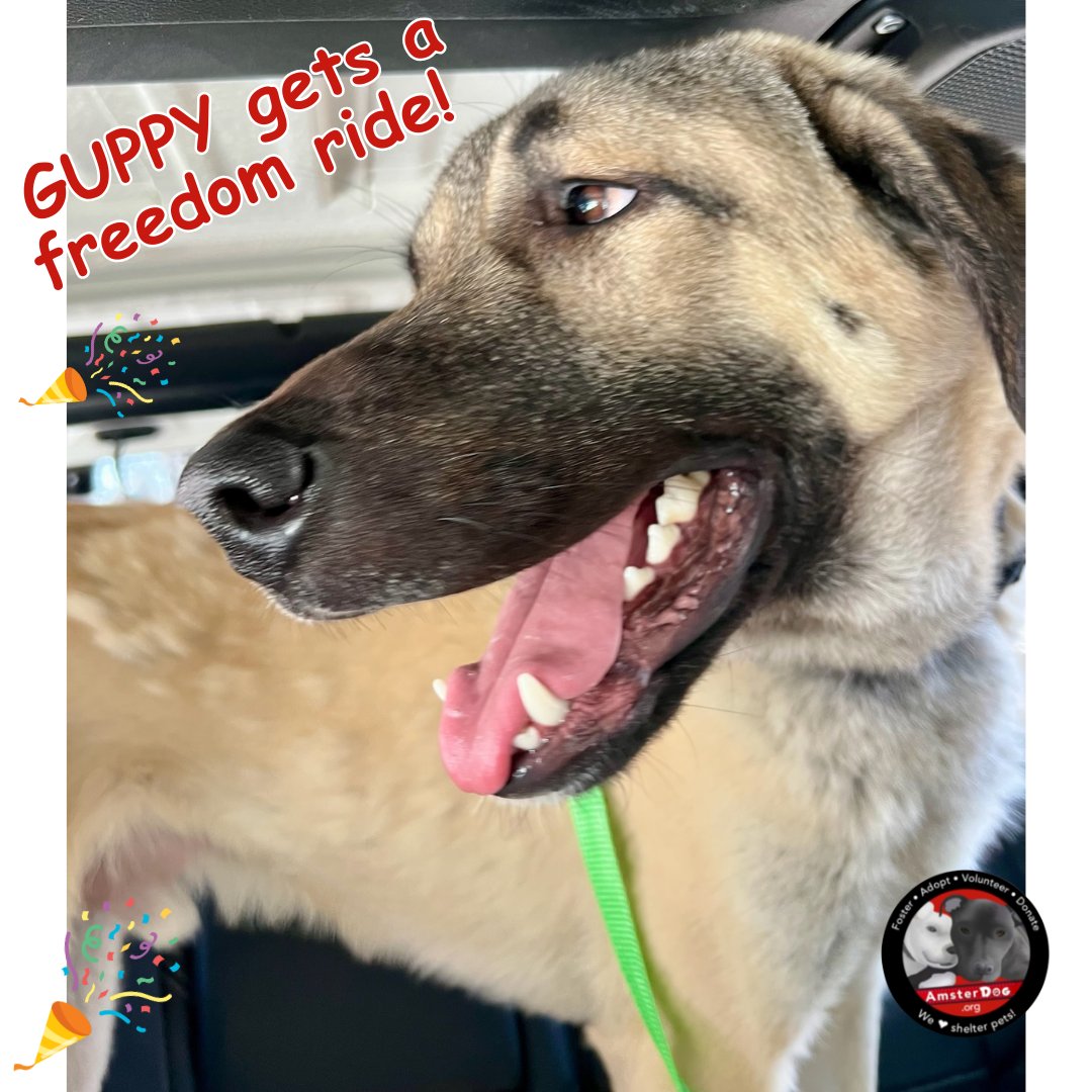 ✨GUPPY is SAFE with AmsterDog! Guppy was just a poor puppy abandoned at the shelter TWICE - thanks to his new foster, Guppy had his freedom ride &amp; is now available for adoption! Apply at AmsterDog.org

#amsterdog #amsterdogrescue #guppy