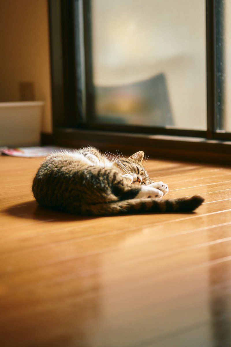 shintake_photo tweet picture