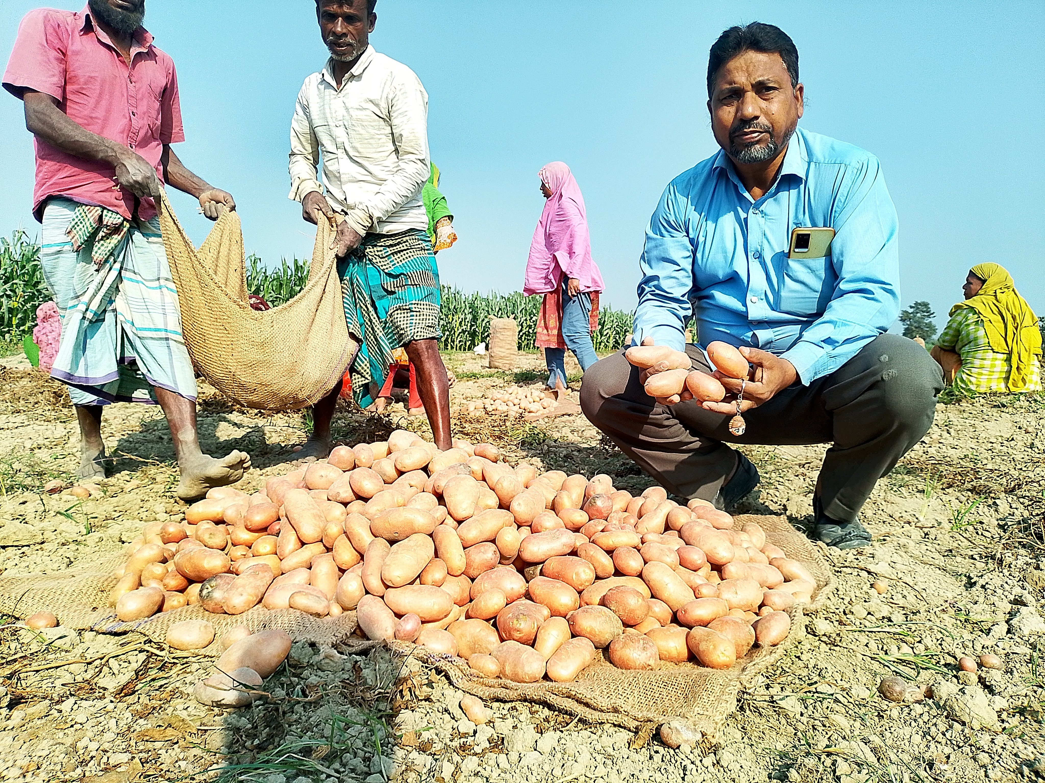 ‎আলু চাষে উচ্চ শিক্ষিত সাবেক চেয়ারম্যান সিরাজ উদ্দীন’র বাজিমাত