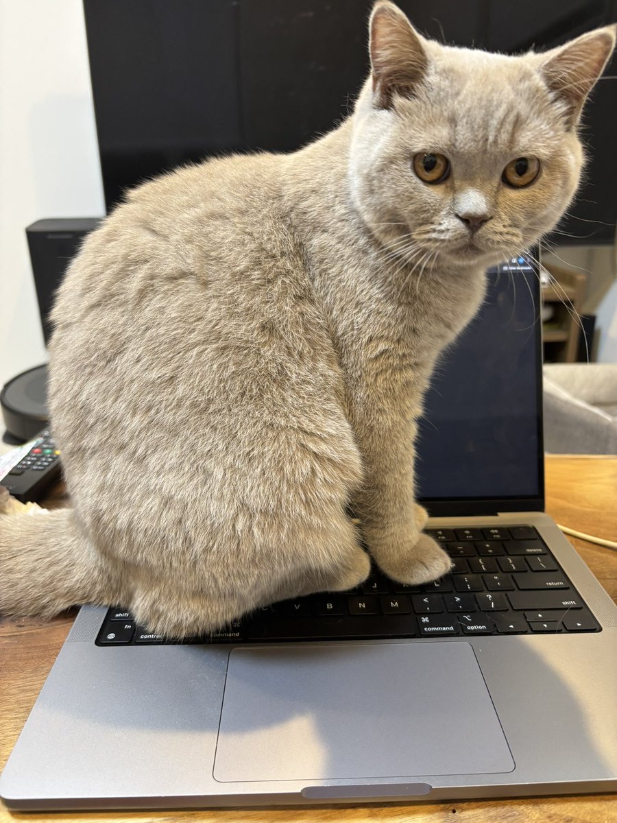 PCの上乗るのやめてよ🤖

#ブリティッシュショートヘア #ブリショー #britishshorthair #猫 #ねこ #ネコ #cat #cats #猫のいる暮らし #猫好きさんと繋がりたい #にゃんすたぐらむ #ねこすたぐらむ #猫部 #癒し #catstagram #instacat #ライラック