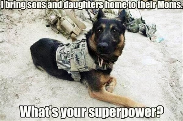 Fisher House Kansas City (@fisherhousekc) on Twitter photo Not just a service dog, but a superhero in disguise!š¾š„#FisherHouseKansasCity #Veterans Not just a service dog, but a superhero in disguise!š¾š„#FisherHouseKansasCity #Veterans
