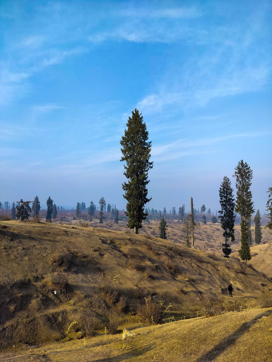 Let's see your tree photographs