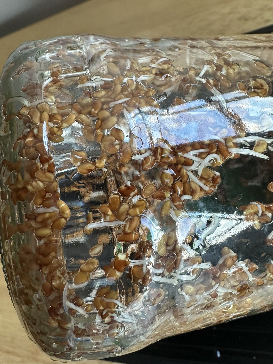 ElevatedBliss's tweet image. All accomplishments sprout from humble beginnings. Tend to your seeds of intention. 🌱

#PracticeNotes #Sprouts #Yoga