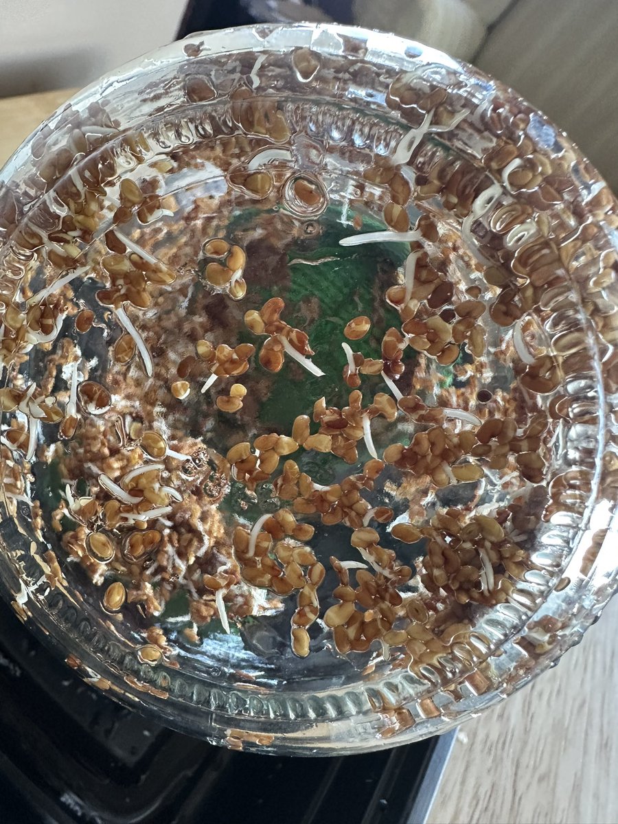 ElevatedBliss's tweet image. All accomplishments sprout from humble beginnings. Tend to your seeds of intention. 🌱

#PracticeNotes #Sprouts #Yoga