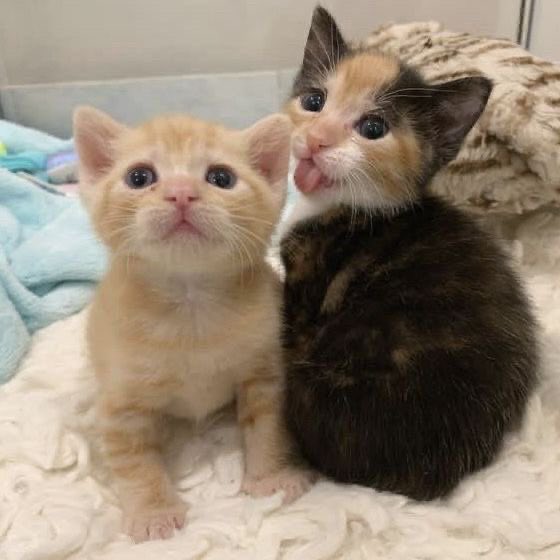 taejun as cats (@nyangztaejun) on Twitter photo 