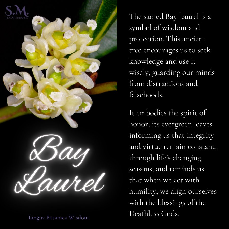 SMLeanneJohnson's tweet photo. Bay Laurel πΏ
#BayLaurel #Laurel #FlowerSymbolism #LanguageOfFlowers #EthicalOraclework https://t.co/Eu7F2Bd4n3