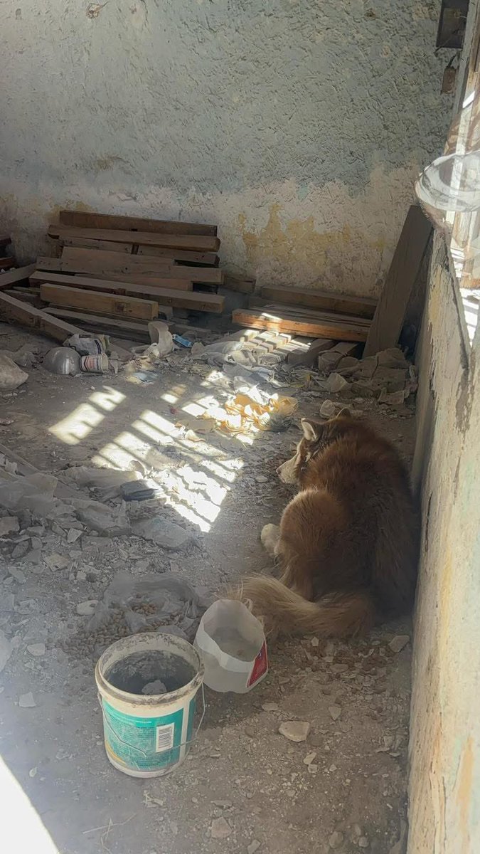 SalvemosABenito's tweet photo. POR FAVOR MÁXIMA DIFUSIÓN 🙏

Así trabaja el Alcalde de García, Nuevo León, @ManuelGuerraCav, amigo de @arturooislas, mientras que en Cd. Juarez la dependencia encargada se dedica a dejar papelitos pegados en las tapias / casas abandonadas a pesar de que los animales se encuentran en riesgo de morir, solo por no trabajar.

Ojalá puedan hacer algo al respecto @CruzPerzCuellar @MaruCampos_G @GobiernoEdoChih