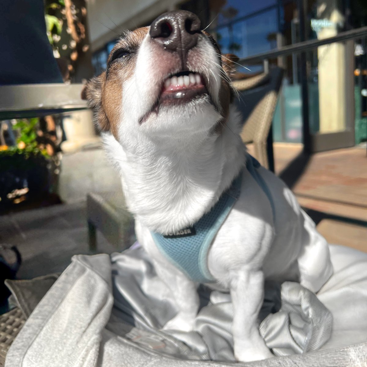 toweronthego's tweet photo. Happy Saturday from Mr. Toofs 

#jackrussellterrier #jackrussellterrielovers #dogslife https://t.co/S1qmEFasm3
