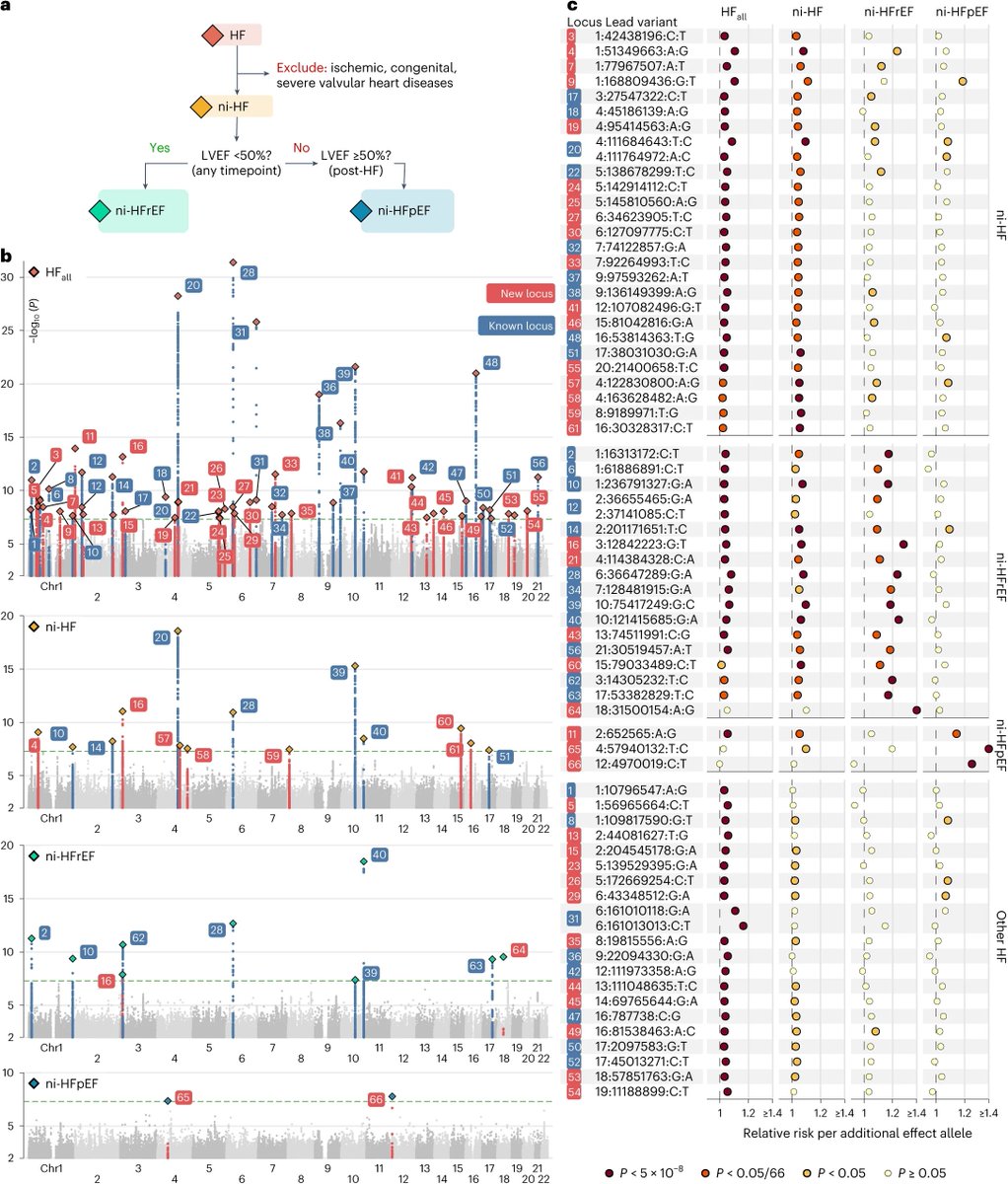 A lot to learn from this GWAS of heart failure (HF) &amp; subtypes (153,174 cases, 1,793,175 controls)
👉59 conditionally independent variants across 56 loci
👉exploration of genetic effect heterogeneity across 5 ancestries 
👉SNP-based heritability (5.4% for combo HF phenotype) 1/5