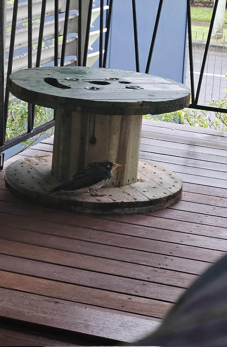 Kim Lane tweet media