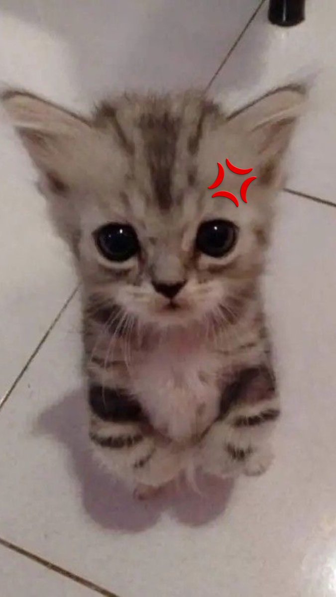 🐈‍⬛💢