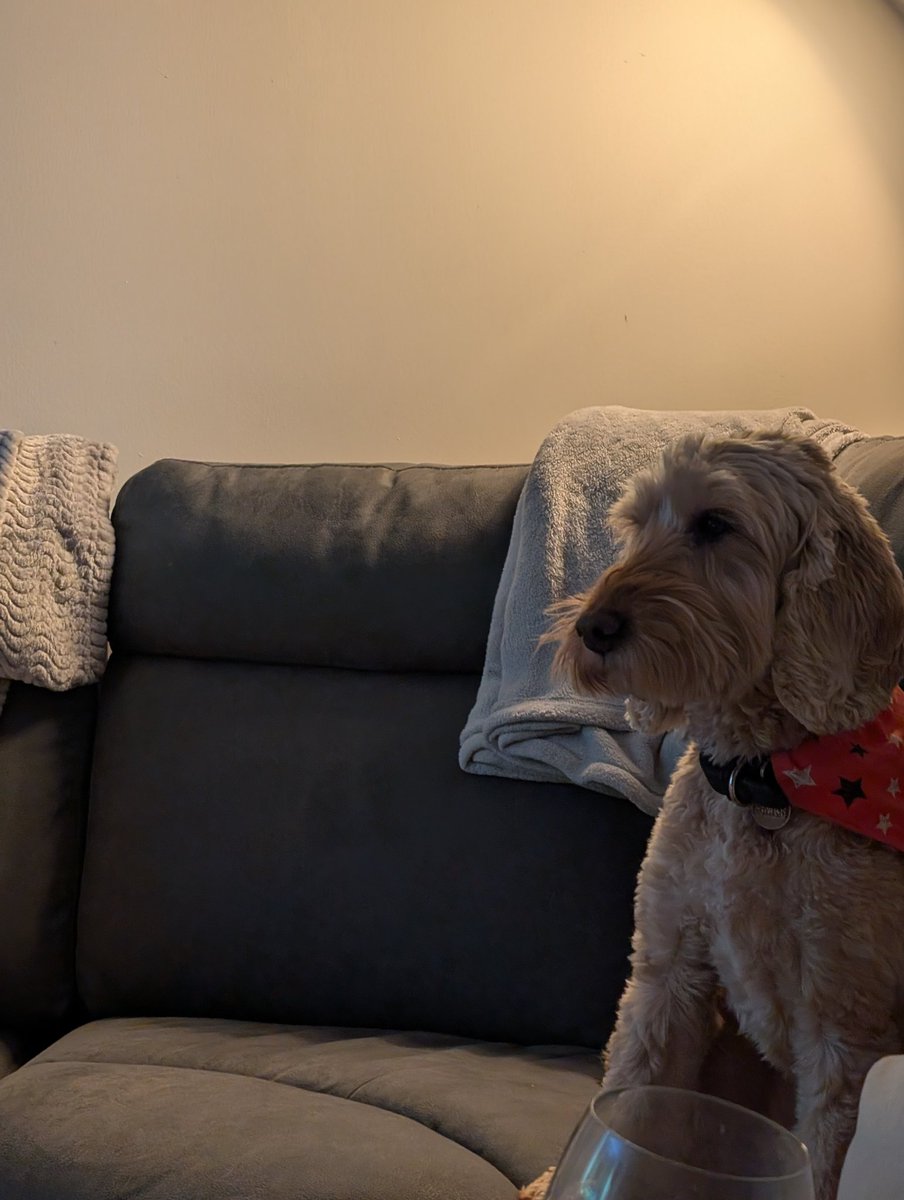 #Crufts2025 is on. Huxley loves Crufts