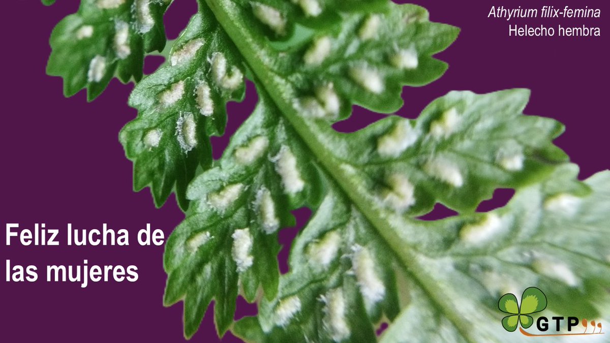 Desde el Grupo de Trabajo en Pteridología deseamos a todas feliz día internacional de la mujer ¡Seguimos!
💪♀️🌿