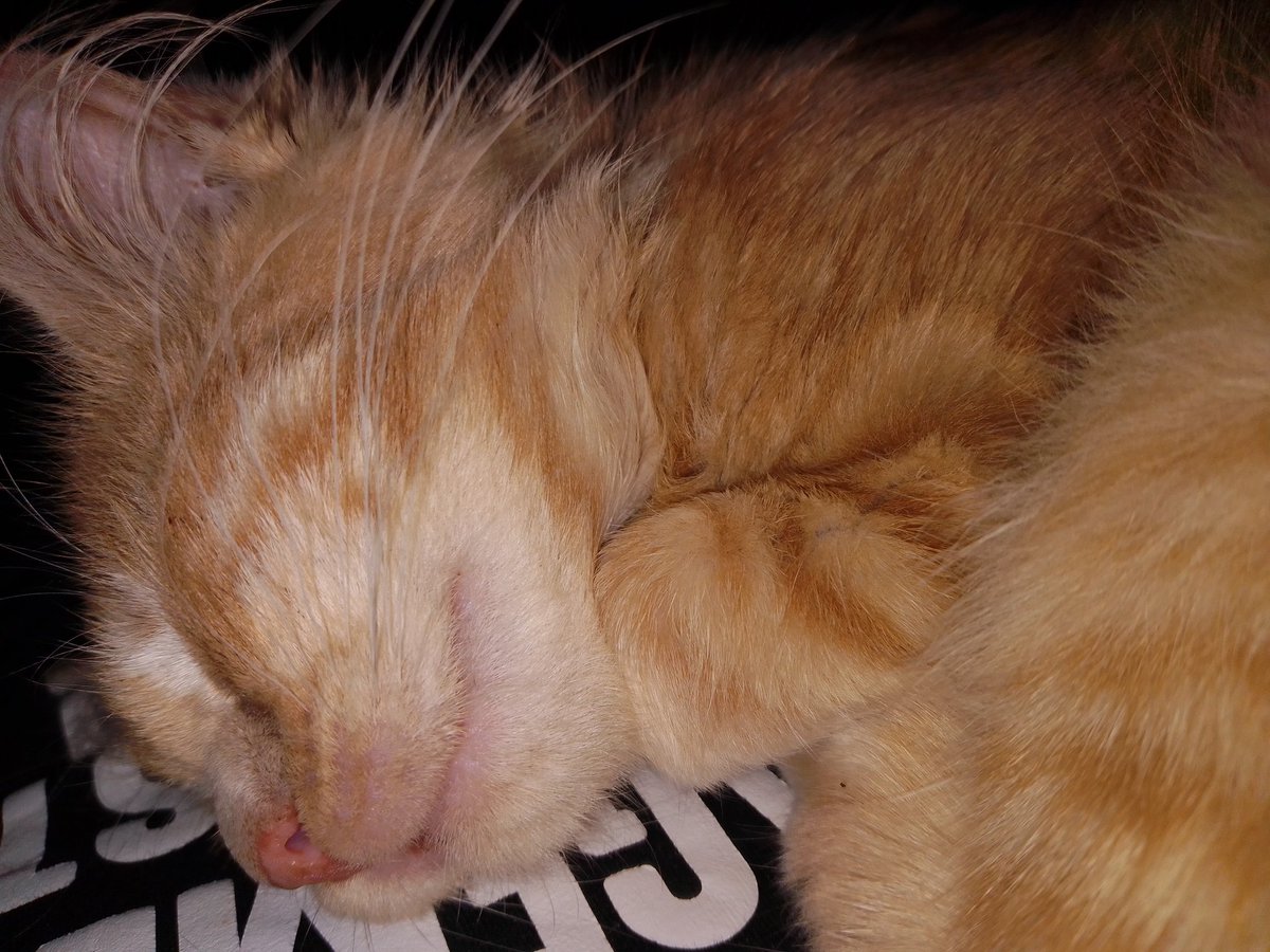 _GLORIOUSGames's tweet image. It's a hard life at 4 months  old #kitten #baby #albie