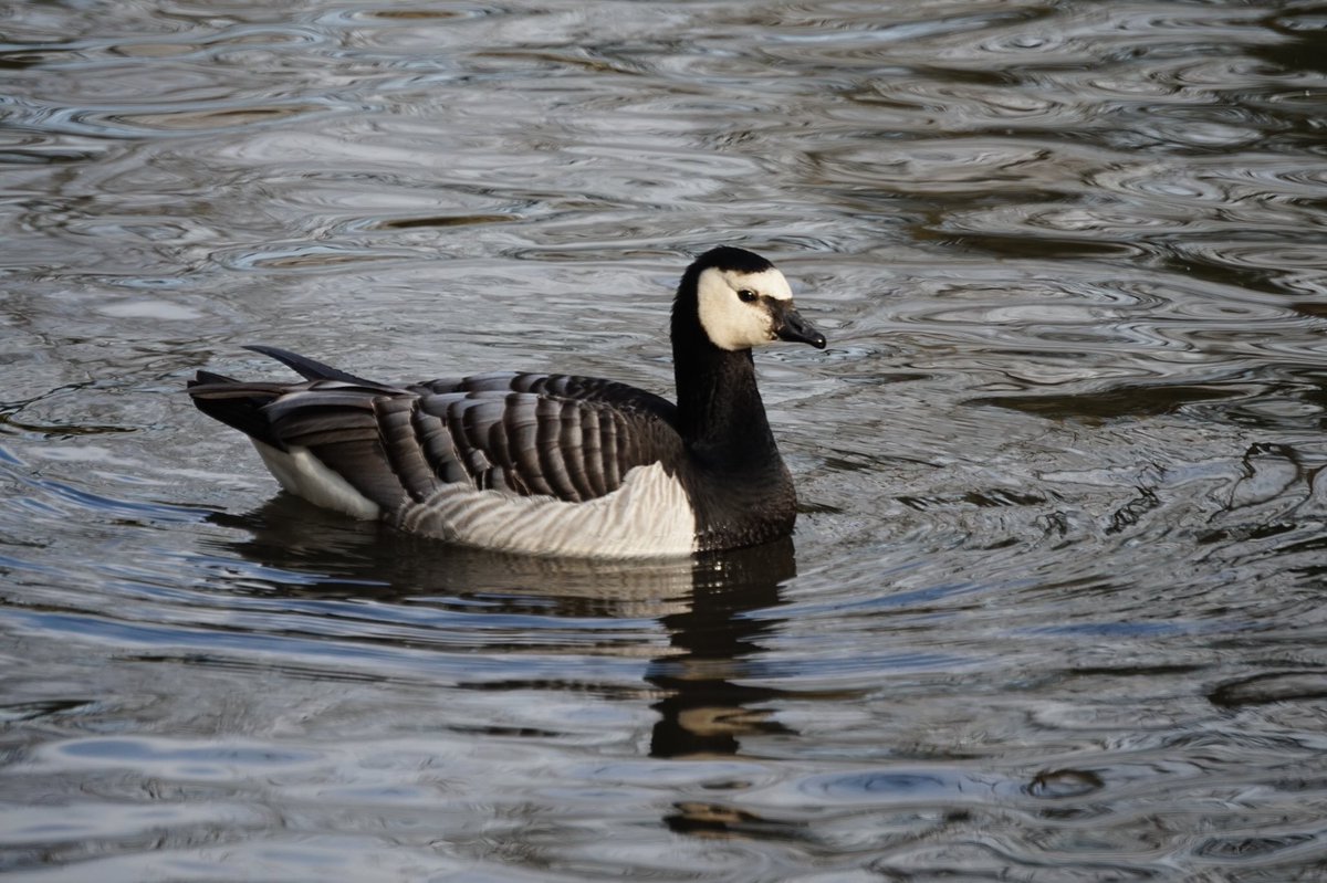 Barnacle Goose at Radwell Mill this morning.