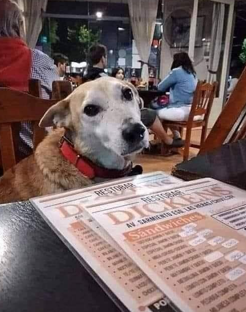 In Argentina, there's a restaurant called Restobar Dickens, with a sign saying:
"We ask all our customers with all our hearts not to be upset by the number of stray dogs that may be in the restaurant.
We are a pet friendly place and we give water, food and lots of love to these