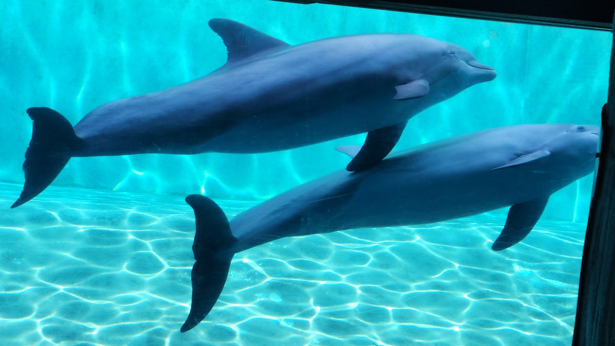 explordabody's tweet photo. Life at SeaWorld!! 🌊 https://t.co/z43qlIUekA