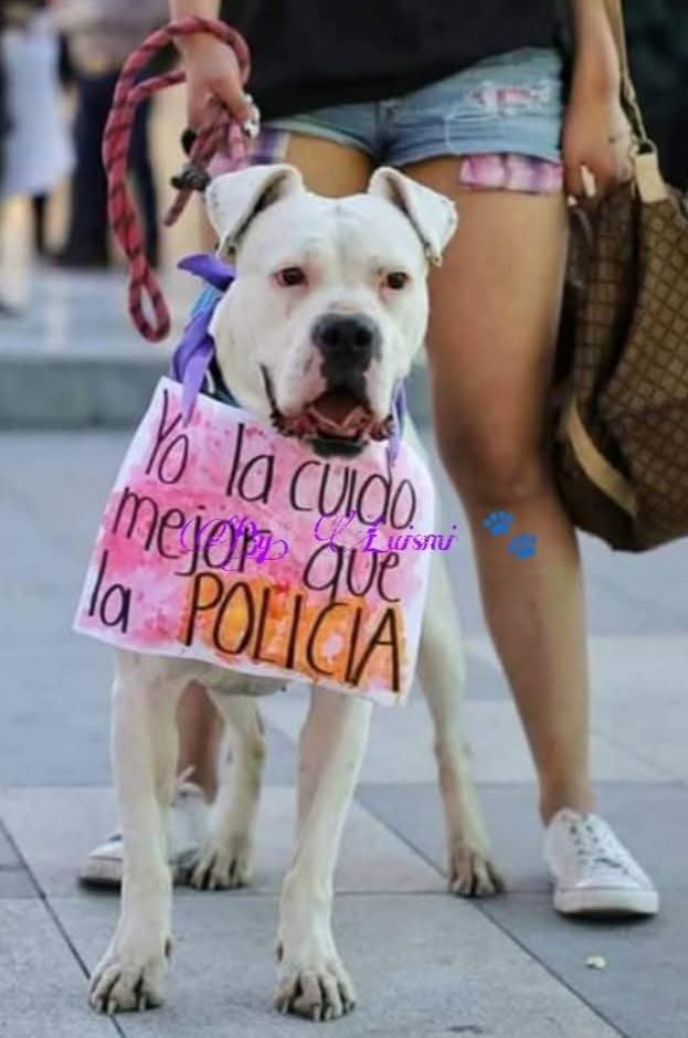 DiloConPerritos's tweet photo. La policía no me cuida, mi perrito sí.

#8DeMarzo 
#DiaDeLaMujer https://t.co/1qcXsPhzWu